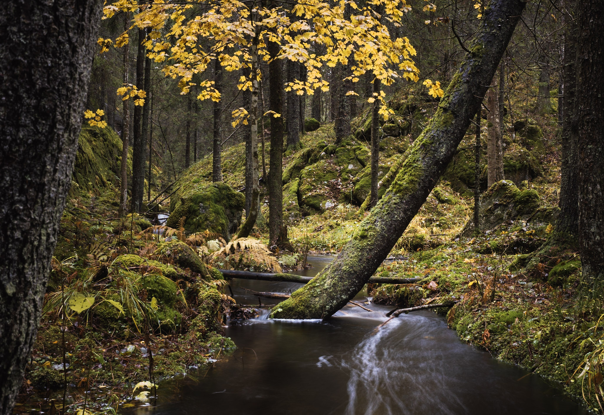 Gyllen lønn over skogsbekk / Golden maple over forest's creek