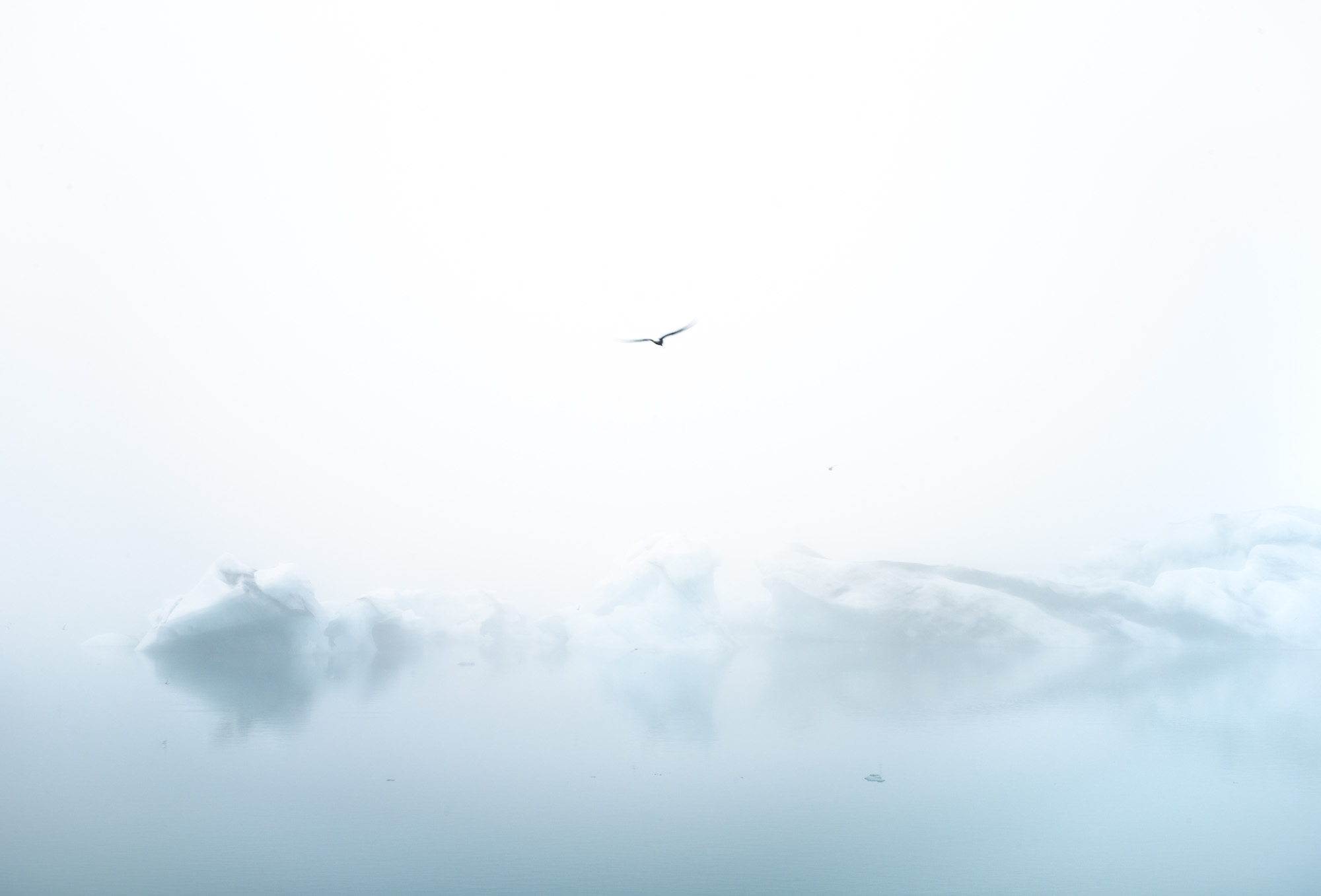 Terne over isfjell / Tern over iceberg
