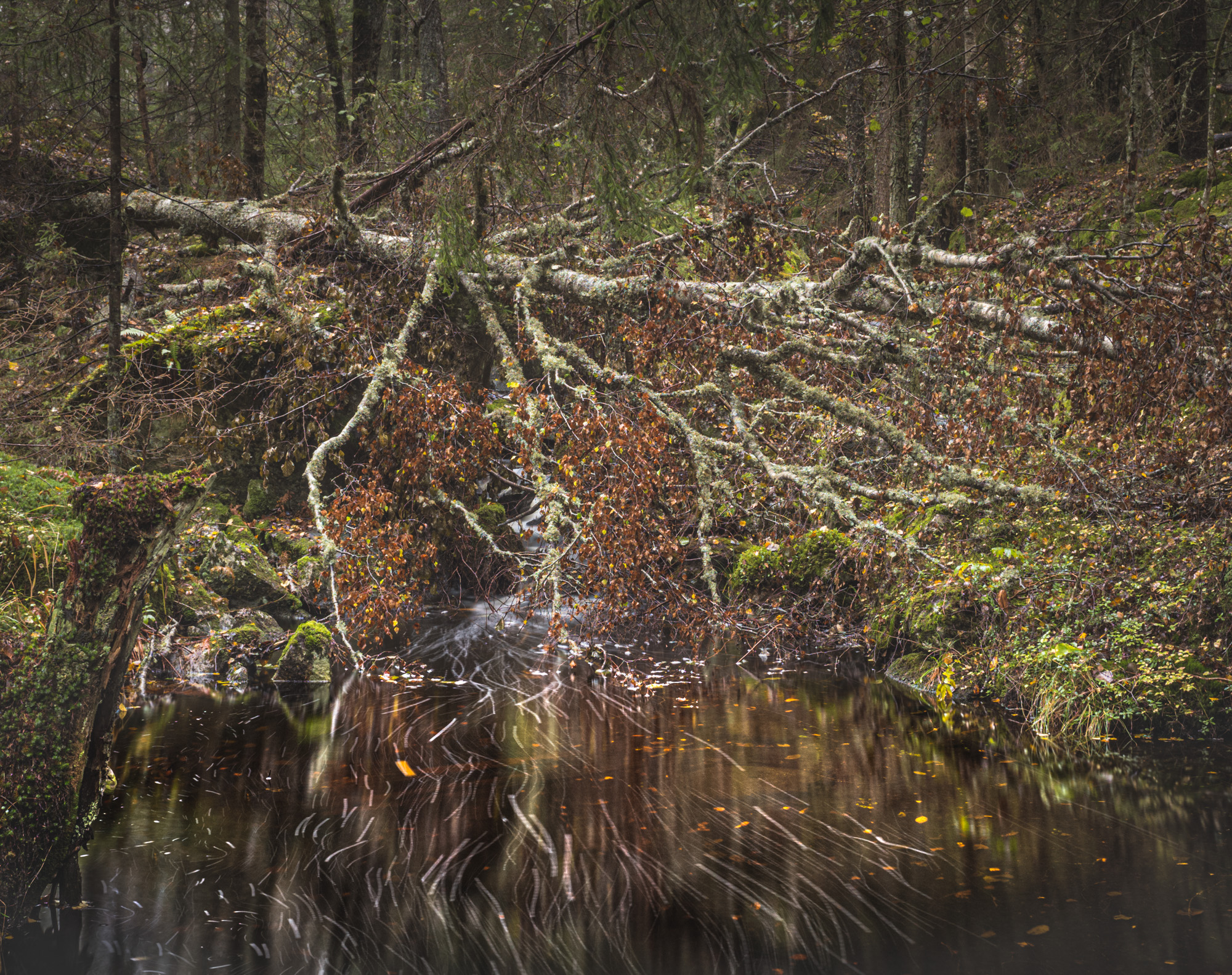 Rotvelt over bekken/ Fallen tree over the creek