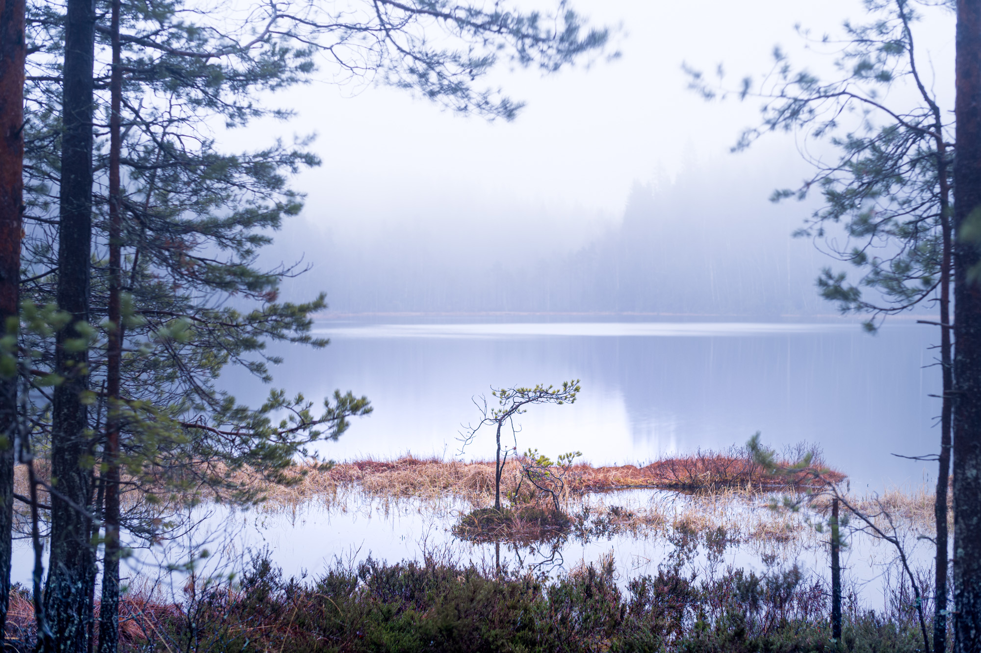 Misty landscape near a lake