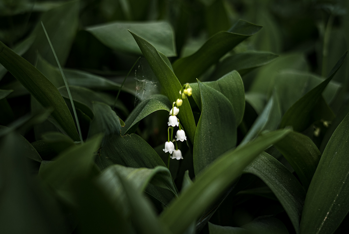 Liljekonvall / Lily-of-the-valley 