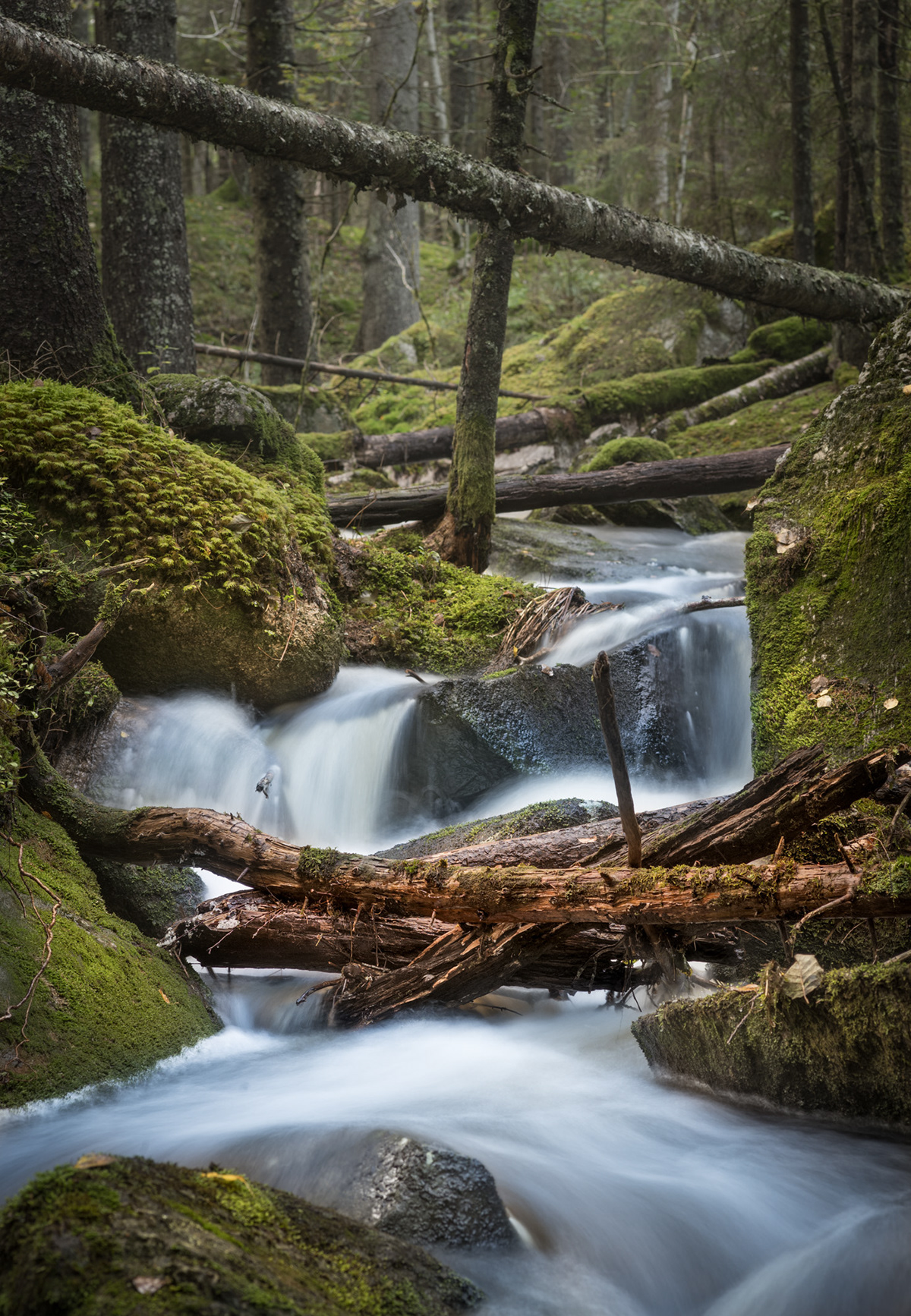 Skogsfoss / Woodland cascade 