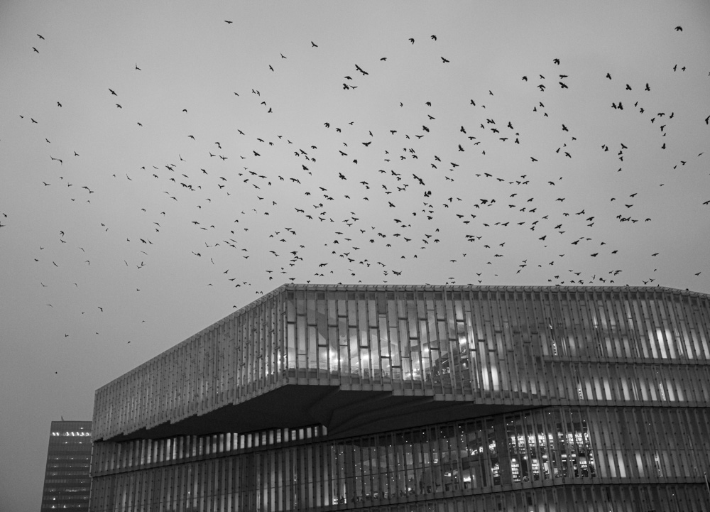  Crows in the evening - Deichmann Library, Oslo 