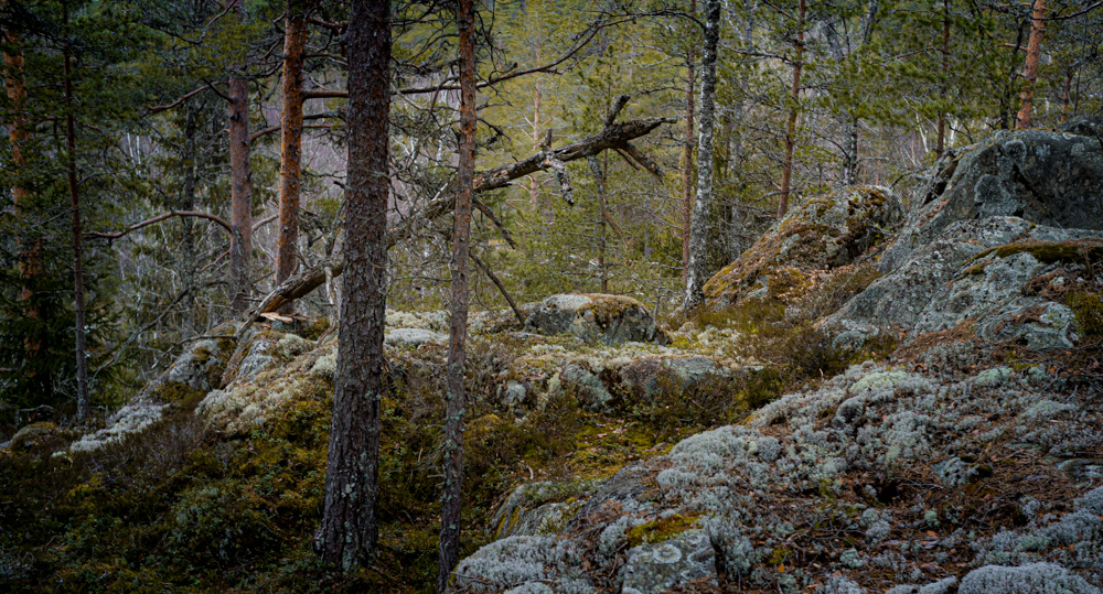   - Dølerudåsen 