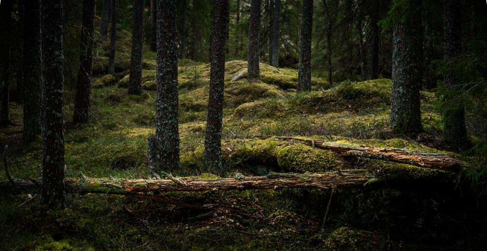   - Dølerudåsen 