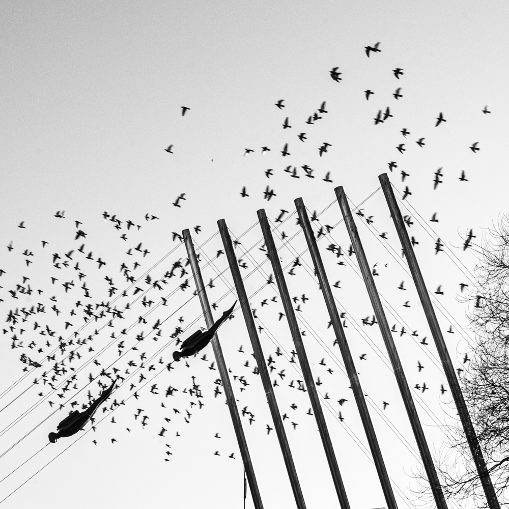  Birds and divers - Vaterland, Oslo 