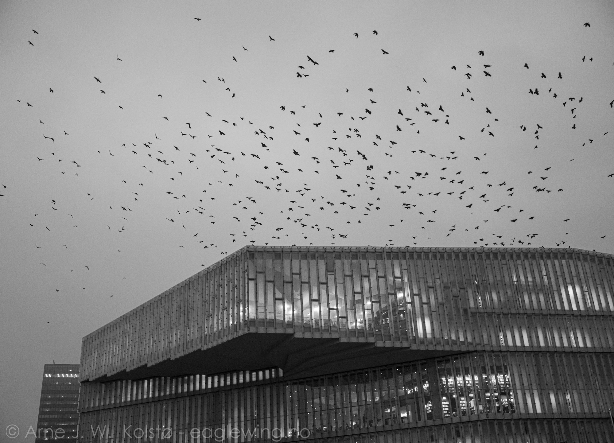  Crows in the evening - Deichmann Library, Oslo 