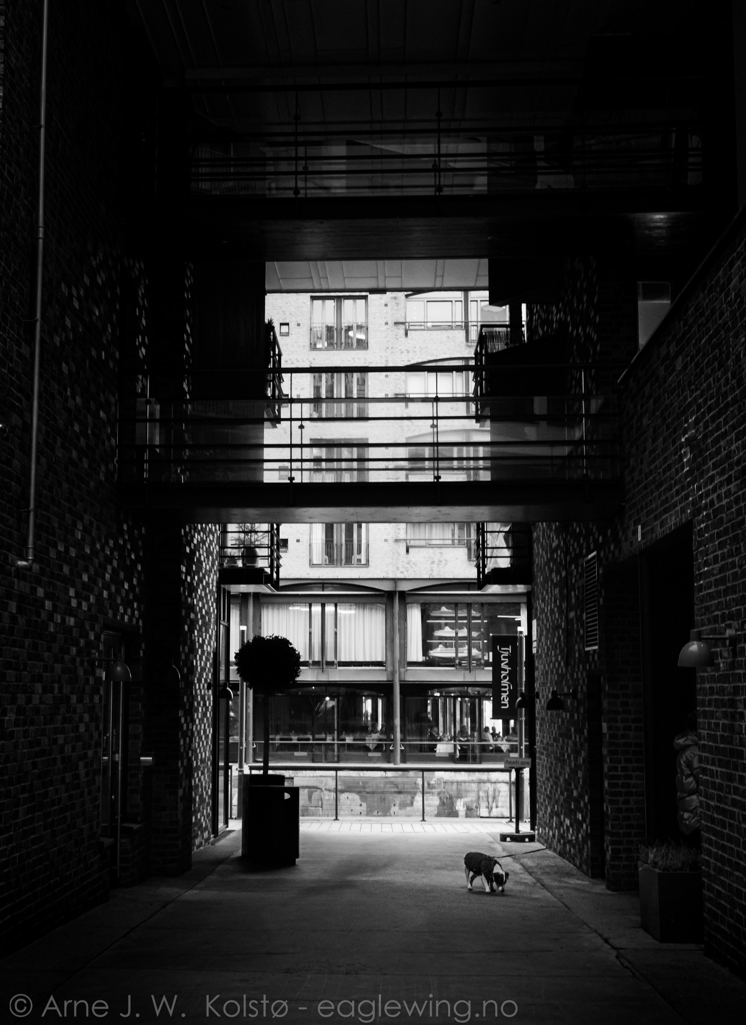  Urban dog - Tjuvholmen, Oslo 