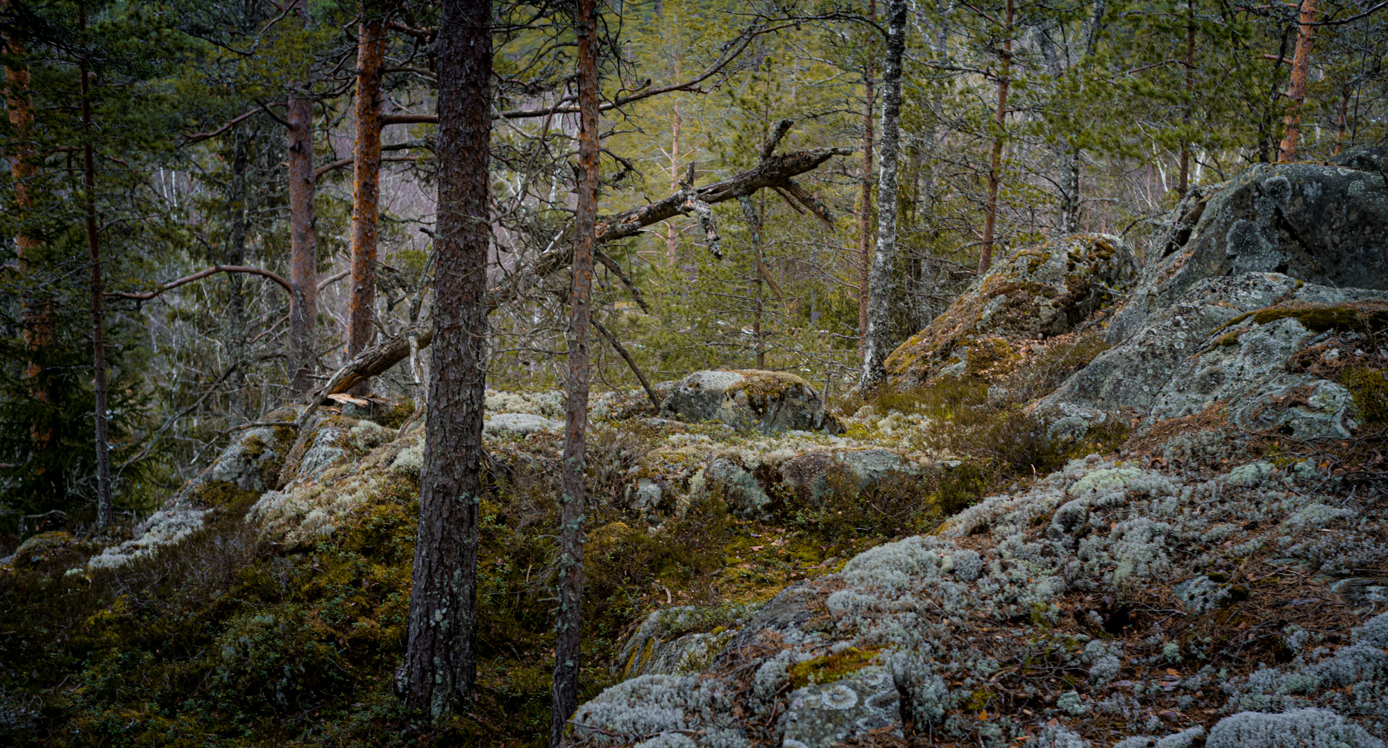   - Dølerudåsen 
